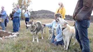 Yellowstone... Coming Home