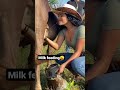 a cow girl milk feeding | #shorts #milkfeeding #milk #cowgirl #girl #dairy #foodystreet