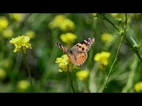 तितलियों का अद्भुत प्रवास और प्रकृति से उनका गहरा जुड़ाव