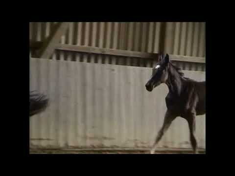 Hengstfohlen von Bonds Imhotep   Ravel   Cornau 14. 4. 2022