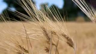 preview picture of video 'PANIFICIO PANE FRESSA DI ERIKA PORCU OVODDA (NUORO)'