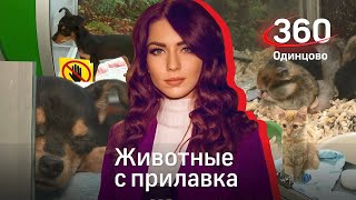 Животные с прилавка // Специальный репортаж 360 Одинцово