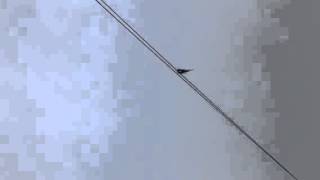 Swallow singing on a telephone wire