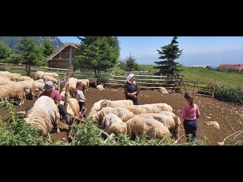 BJESHKA E STRELLCIT 1 - Reportazhi