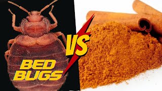 How To Get Rid of Bed bugs with Cinnamon