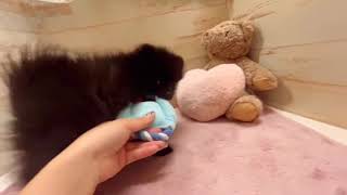 ポメラニアンの動画01