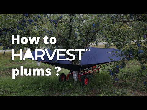 Plum Harvesting Made Easy with HARVEST Fruit Collector