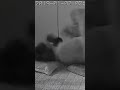 Lee Know being attacked by his cat in his sleep