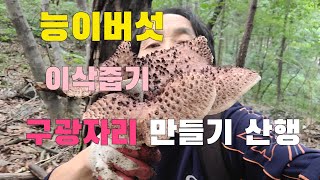 경기북부지방 능이버섯 이삭줍기와 구광자리 만들기 산행  초보자산행 능이버섯 찾는방법