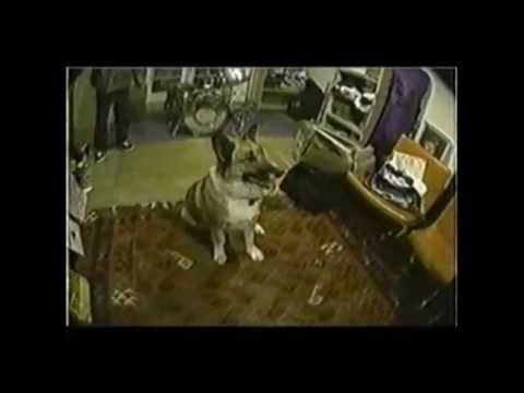 Thumbnail for Beastie Boys HD :  Mike D At His House In Los Angeles - 1992 by R.E.M., L.A.B., Beastie Boys, Y&T