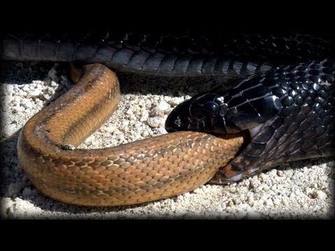 Indigo Snake Eats Rat Snake 02   Time Lapse