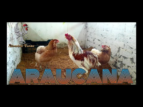 , title : 'Everything to know about Araucana'