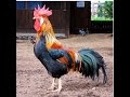 Old MacDonald Had A Farm- KIDS MUSIC-HD 