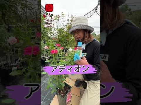 ラズベリーに虫が発生する理由とその対処法は？  庭園