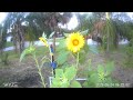 WYZE cam V3 sunflower growing time lapse. 🌻🌻🌻🌻🌻