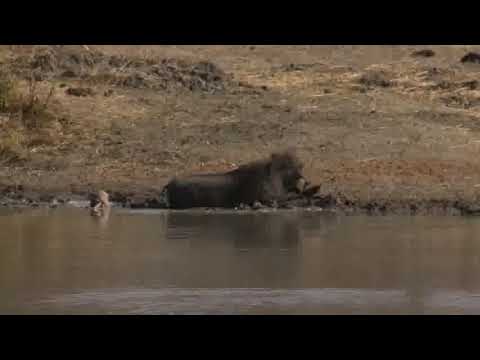 Amazing self   care routine of a Warthog are warthogs dangerous