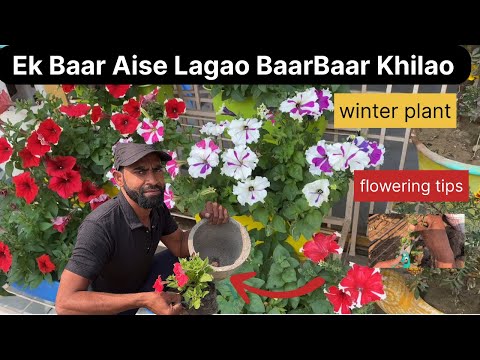 Phool Hi Phool Niklenge! Winter Plants Lagane Ka Magic Formula”