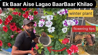 Phool Hi Phool Niklenge! Winter Plants Lagane Ka Magic Formula”