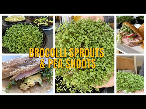 Broccoli Microgreens & Pea Shoots | Growing without soil using paper towel