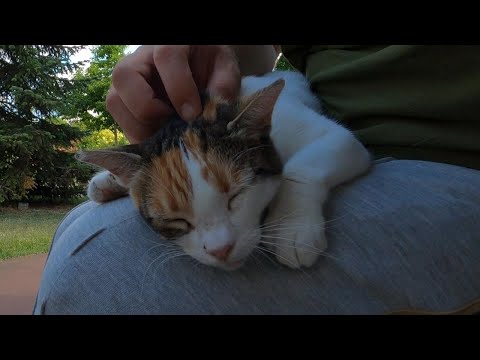 The Cutest Purr You'll Ever Hear Today - Relaxing Cat Purring