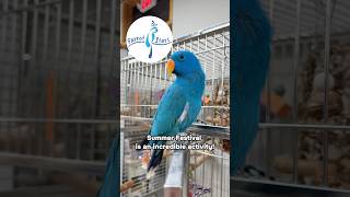 Incredible Parrots I Saw at the Parrot Stars Summer Festival 2025