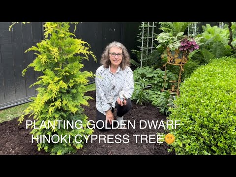 PLANTING GOLDEN DWARF HINOKI CYPRESS TREE.