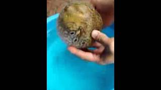 Puffer Fish Goes Into Self Defense Mode - interesting