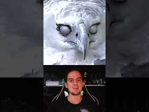 The Brazilian #harpy only survives in Brazil because of #bees #jataí