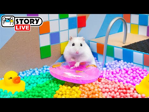 The World's Largest Hamster Ball Pool Maze with Pop It 🐹 Homura Ham Pets