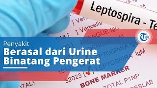 Infeksi Bakteri Leptospirosis, Biasa Dikenal dengan Kencing Tikus