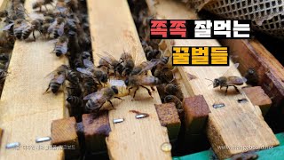 꿀벌에게 설탕물을 개퍼먹여야 하는 이유