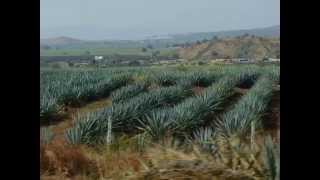 preview picture of video 'Tequila, Jalisco, Mágico, unico cuervo,'