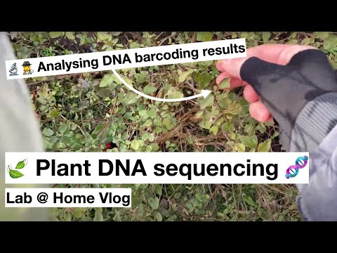 🍃 Plant DNA sequencing 🧬 (Lab @ Home)