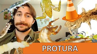 Protura: The Coneheads - Class Spotlight