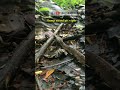 മുഴമൂക്കൻ കുഴിമണ്ഡലി കടിച്ചാൽ Hump Nosed Pit V