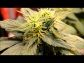 Week 5 and 6 in flower close up | Indoor CFL ...