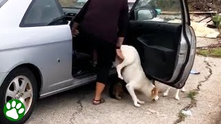 Woman abandons four dogs