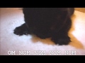 OM NOM NOM NOM KITTY