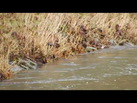 Wasseramsel beim Tauchen (2)