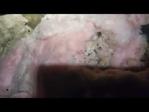 Attic Insulation Contaminated Thanks to Mice in Warren, NJ