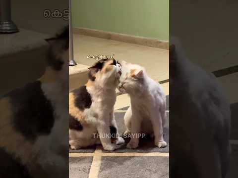 പൂച്ച മൊഹബ്ബത്ത് ❤️ #youtube #trending #subscribe #viral #youtuber #shorts #explore #newvideo