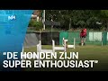 Honden en baasjes rennen zich rot bij flyball-toernooi in Zaandam