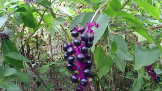 Fall walk with the kids using a cool leaf ID sheet from Nature mom and learning to differentiate tre