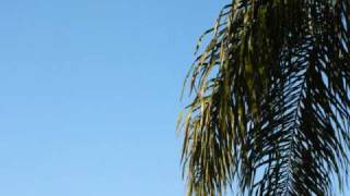 The Scene Aesthetic  - Yellow Birds &amp; Coal Mines