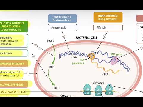 First aid rapid review antimicrobial therapy 183