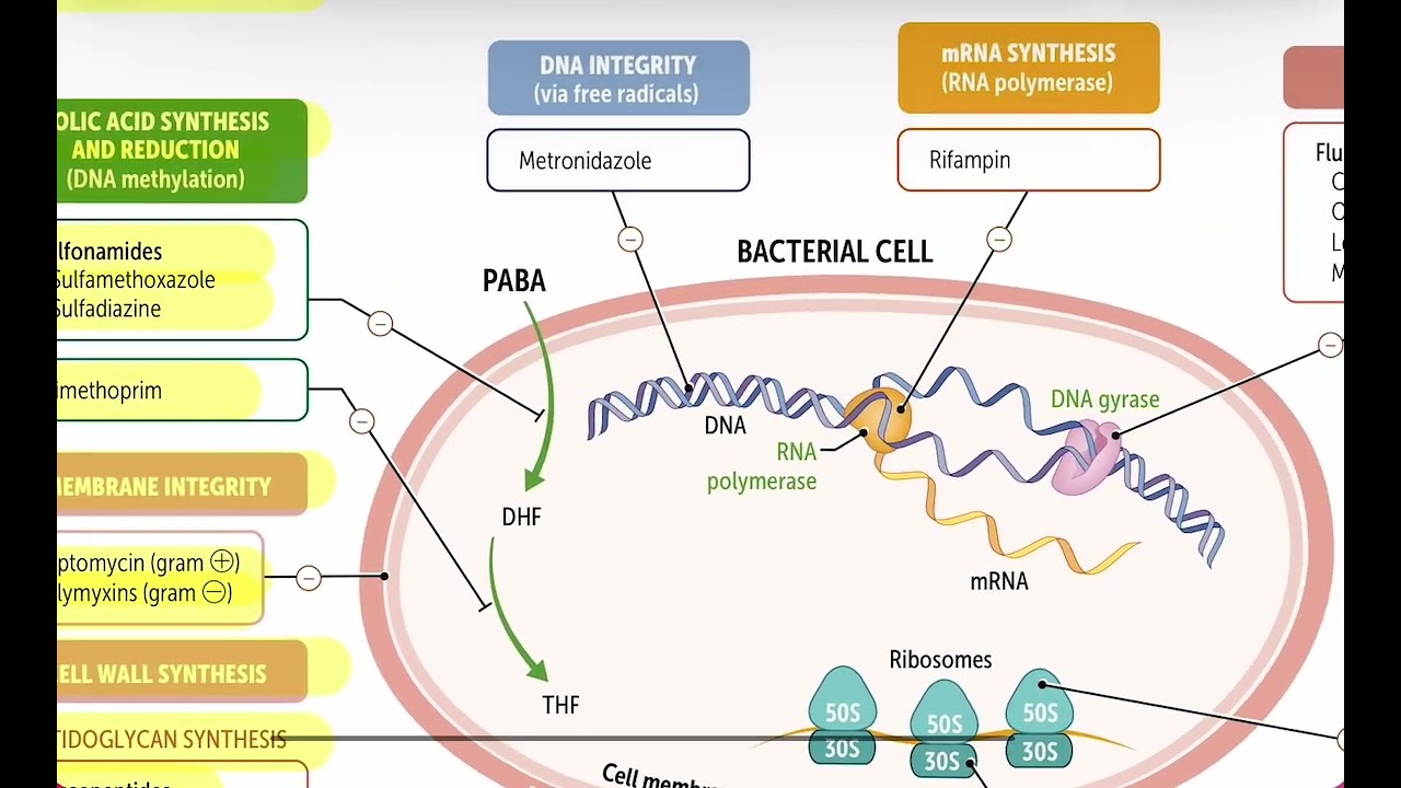 First aid rapid review antimicrobial therapy 183