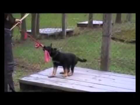 Eric, Emma, Extreme Orex, Eyscha AYKMAR   DEFENCE 10 WEEKS, helper  Černý Marek