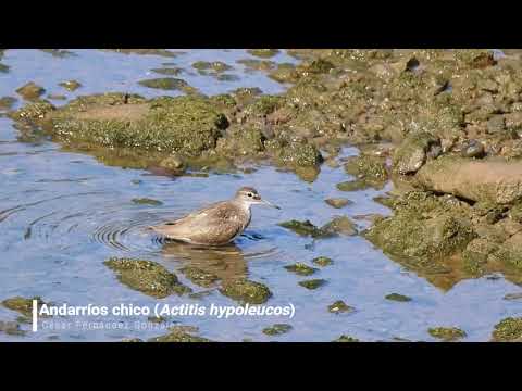 Vídeo de Actitis hypoleucos. <em>© César Fernández González