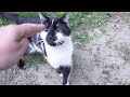 The Tuxedo Cat Does Not Just Meow He Is Very Hungry