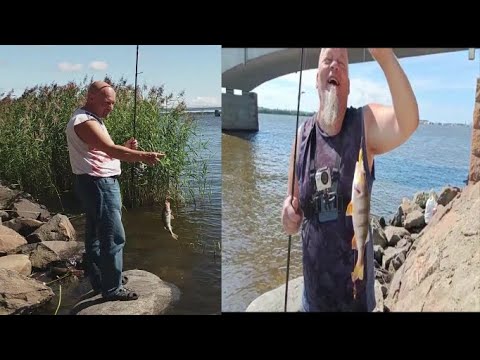 KALAA TULEE  KASSIKAUPALLA